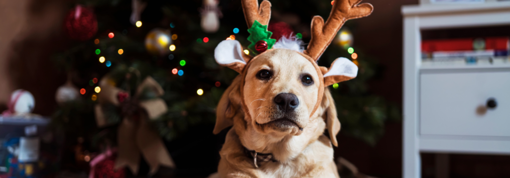 Christmas: Dog wearing antlers