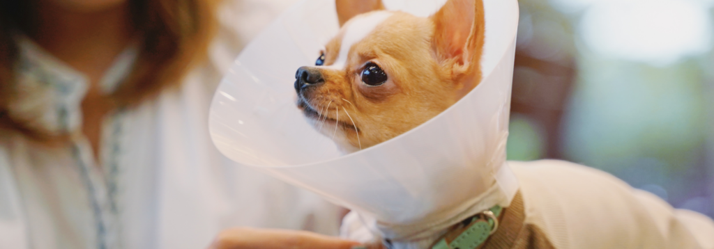 Healing and recovery in pets