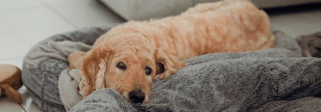 Should I get pet insurance or just save?