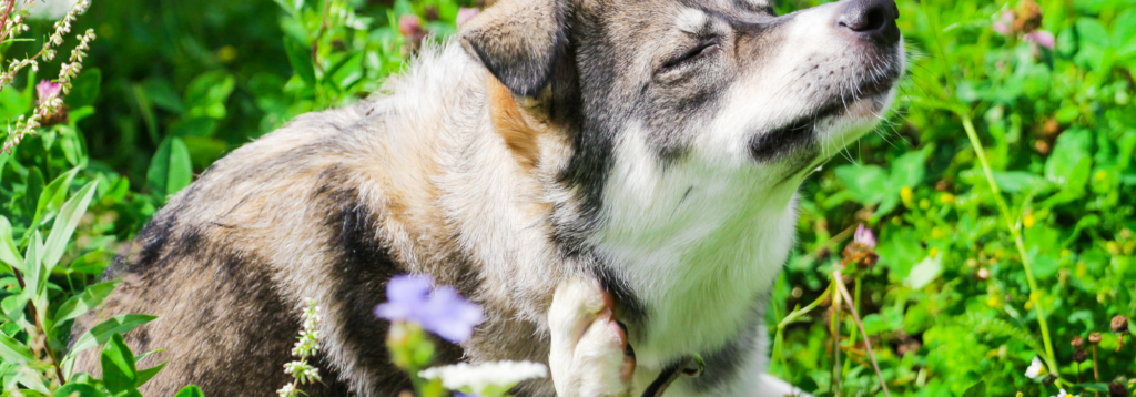 Pet owner awareness in May