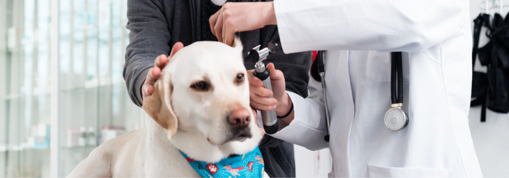 Visiting Specialists and Expanding Capabilities