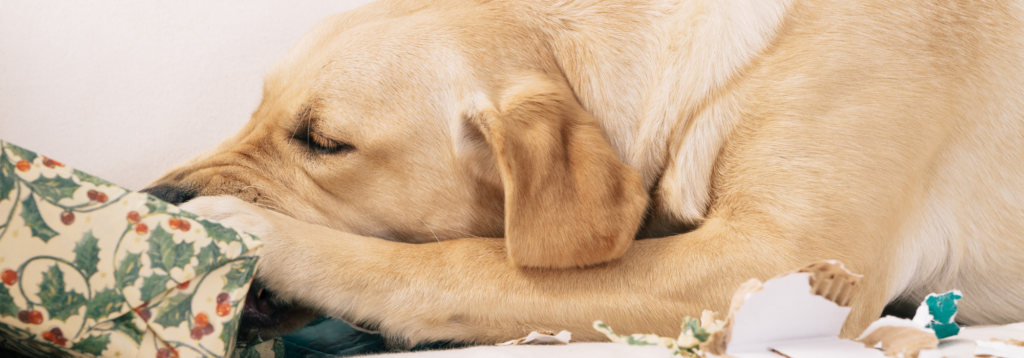 Pet Health Plan - Additional Benefits