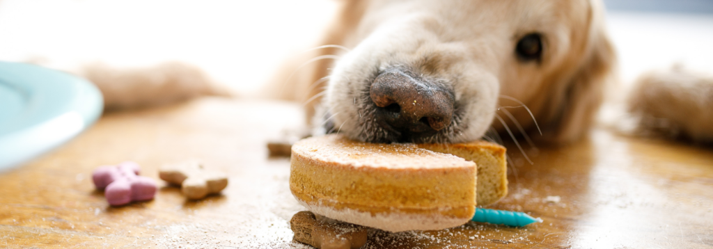 Liver problems in dogs