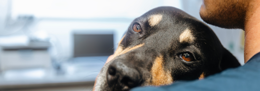 Stress in pets