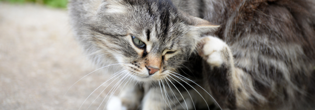 Parasites and dermatology